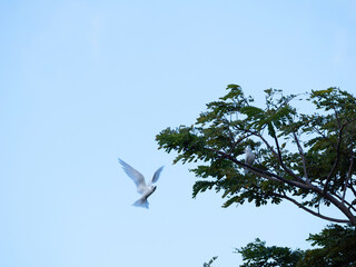 White Tern hovering