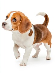 Adorable Beagle Puppy Posing Against a White Background: A Charming Pet Portrait