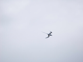 White-tailed Tropicbird flying