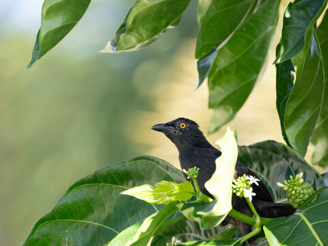 Micronesian Starling