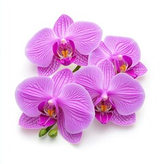 Fototapeta premium Close-up of Three Delicate Purple Orchids on White Background, Evoking Serenity and Natural Beauty