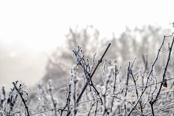 Paysage hivernal de vignes dénudées sous une fine couche de givre. Avec une belle lumière de lever de soleil.