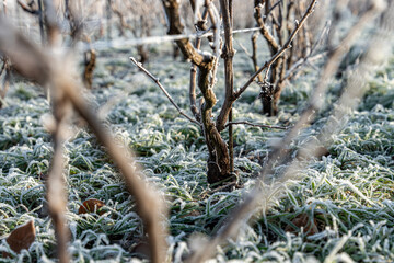 Gros plan de pied de vignes endormi sous le givre. Le cycle naturel du vignoble en repos. Id&eacute;al pour illustrer le monde viticole en saison froide.