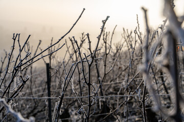 Paysage hivernal de vignes dénudées sous une fine couche de givre. 