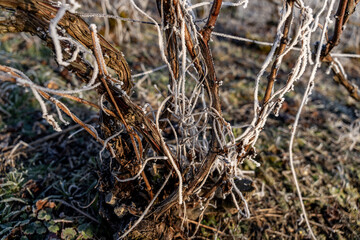 Gros plan de pied de vignes endormi sous le givre. Le cycle naturel du vignoble en repos. Idéal...