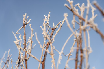 Paysage hivernal de vignes dénudées sous une fine couche de givre. 