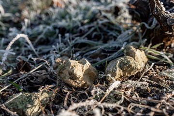 Gros plan sur le sol dans un vignoble en Champagne avec une douce lumière hivernale.