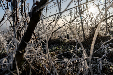 Paysage hivernal de vignes endormies sous le givre, symbolisant la qui&eacute;tude et la beaut&eacute; de la nature en hiver avec une belle lumi&egrave;re.