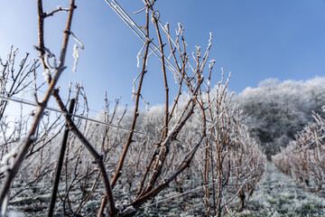 Paysage hivernal de vignes endormies sous le givre, symbolisant la quiétude et la beauté de la nature en hiver. Pieds de vignes sous un ciel bleu.