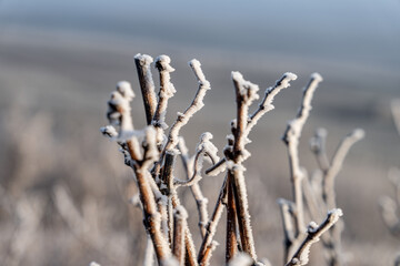 Paysage hivernal de vignes dénudées sous une fine couche de givre. Zoom sur un cep de vigne.