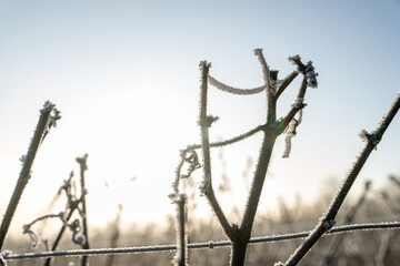 Paysage hivernal de vignes endormies sous le givre, symbolisant la quiétude et la beauté de la...