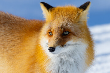 Fototapeta premium 北海道キタキツネ06