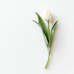 Fototapeta premium Solitary White Tulip: A single delicate white tulip with green leaves stands in elegant simplicity against a clean backdrop, creating a minimalist and timeless floral arrangement. 