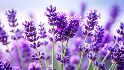 Obraz premium Macro Lavender Photography: Close-Up Images of Purple Lavender Flowers Isolated on White Background