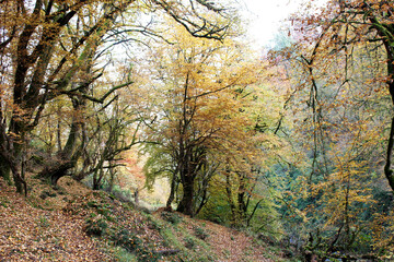 Obraz premium Autumn forest. Forest pathway through the autumn forest. Sunny forest autumn landscape in sunny day