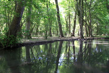 Beautiful forest cover around the lake. In the summer, greenery and healthy trees surround the lake.