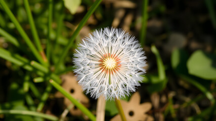 Beautiful dandelions field background Stock Images