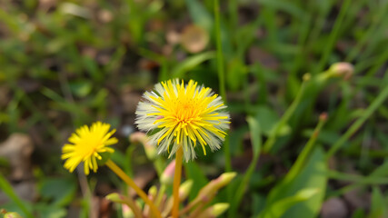 Obraz premium Beautiful dandelions field background Stock Images