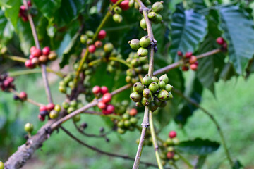 New coffee berries ripe, Green coffee beans on stem, Group of green Arabica coffee berries growing on tree branch. Many fresh coffee on the plant with green leaves