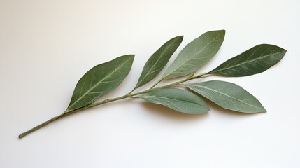 Obraz premium A sprig of bay leaves with elongated green leaves arranged along a slender stem.