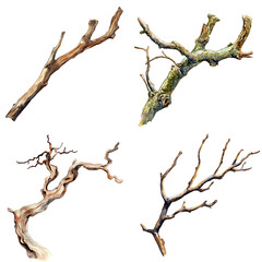Artistic display of twisted branches natural environment photography woodland close-up nature's sculptures