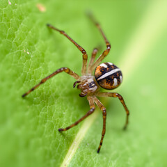 Fototapeta premium Brown spider sitting on a green leaf on greenish background