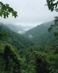 Misty Forest Landscape with Layered Mountain View