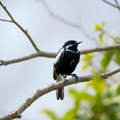 Black and white picture with a bird sitting on a branch of tree