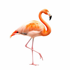 Obraz premium A flamingo isolated on white background . looking very beautiful