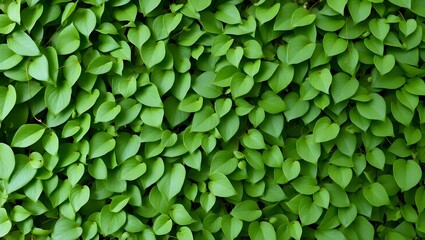 Obraz premium Living Greenery Background with Overlapping Leaves