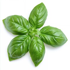 Fototapeta premium Vibrant Sprig of Fresh Basil Leaves Arranged in a Starburst Pattern on White Background