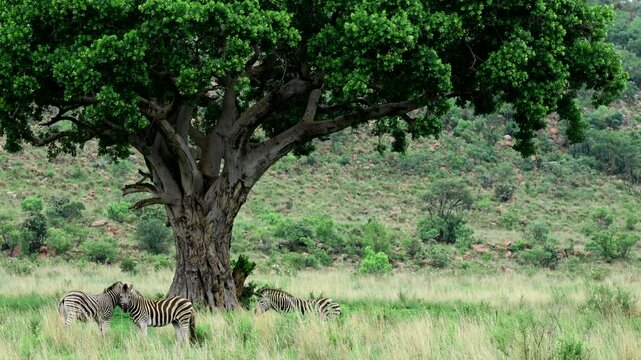 Telephoto shot of three zebras with swinging tails relaxing under wild fig tree