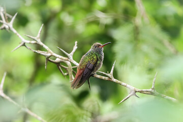 Hummingbird 