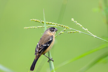 Brown bird