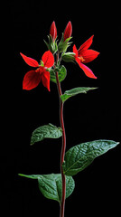 A red flower isolated on a black background, showcasing its beauty with vibrant petals and a single stem, evoking feelings of romance and nature's elegance