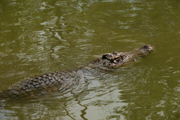 Crocodile in the river and the body of the crocodile is partially submerged. The crocodile poked its head into the river. Concepts about wildlife and environment