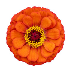 Top view of isolated orange red zinnia flower cut out on white background for summer season and graphic design concept