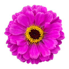 Top view of isolated purple violet zinnia flower cut out on white background for summer season and graphic design concept