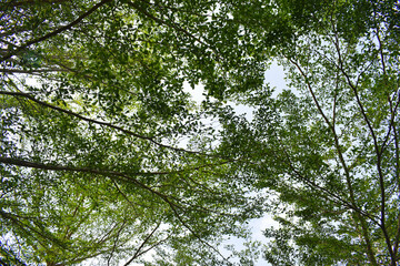 The dense green leaves of the ketapang kencana tree (terminalia mantaly) under the sky in the tropical forest, in a natural background concept.
