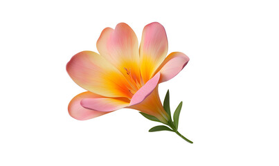 Naklejka premium Pink freesia bloom, studio shot, black background, floral design
