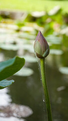 Nelumbonaceae,seroja or Purple lotus flowers bloomed and moved in the wind