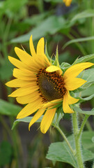 beautiful sunflowers are blooming in the fields