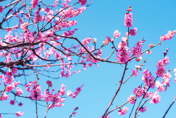 梅の花