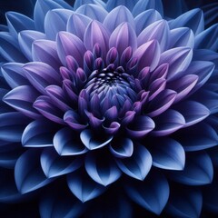 Fototapeta premium indigo dahlia, macro photography