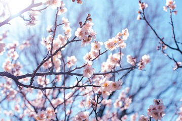 梅の花