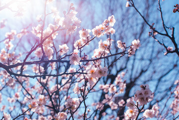 梅の花