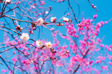 梅の花