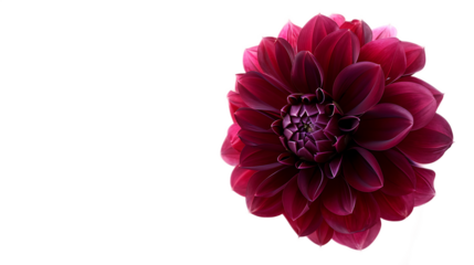 A deep burgundy dahlia flower against a transparent background.