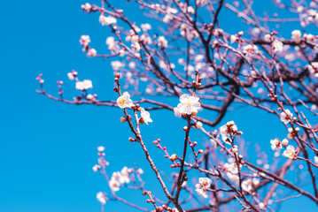 梅の花
