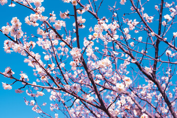 梅の花